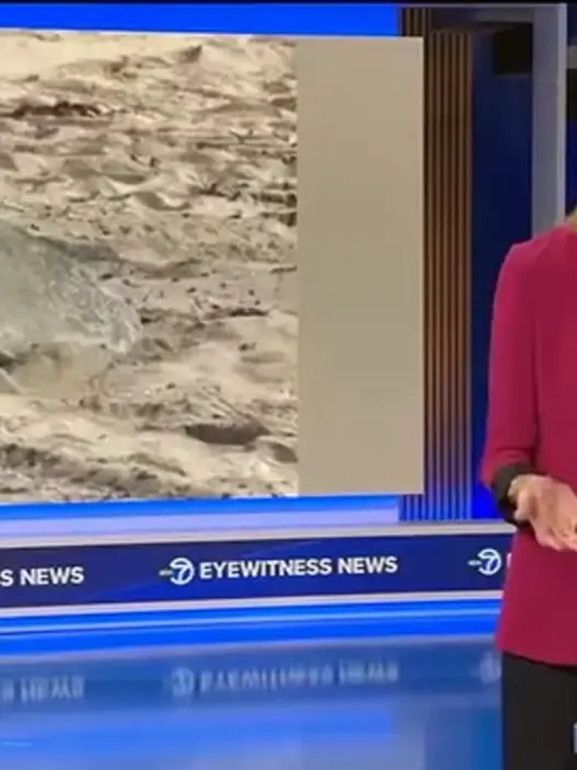 Olive ridley sea turtle nesting in Orange County California