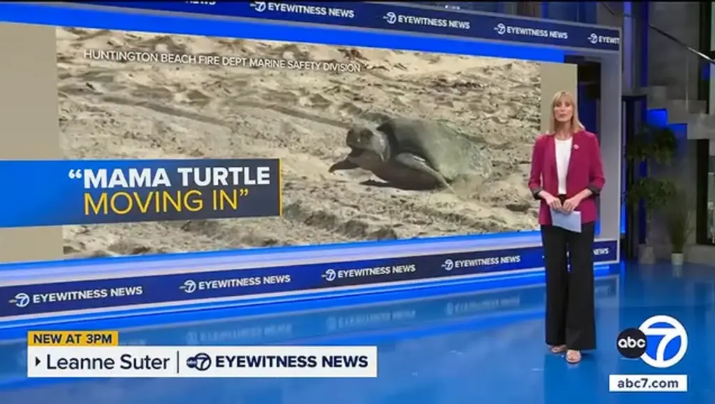 Olive ridley sea turtle nesting in Orange County, California