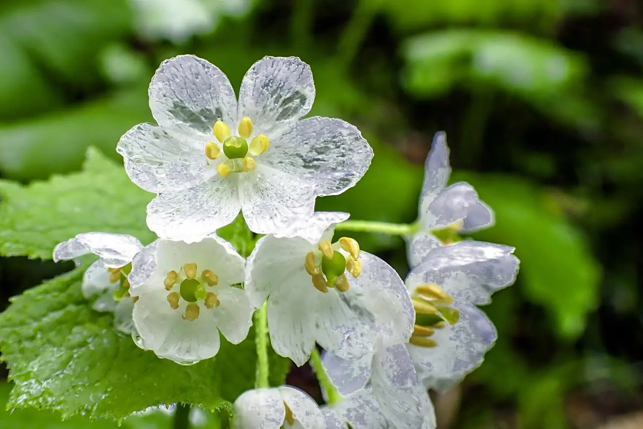 Skeleton flower Diphylleia grayi showing its delicate white petals
