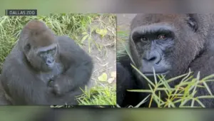 Tuesday Textures: Zoo In Texas Rings OBGYN To Deliver Gorilla Baby