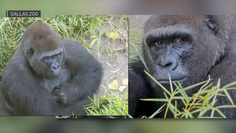Tuesday Textures: Zoo In Texas Rings OBGYN To Deliver Gorilla Baby