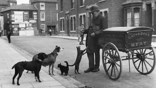 Victorian cat's meat man selling food for household pets in London