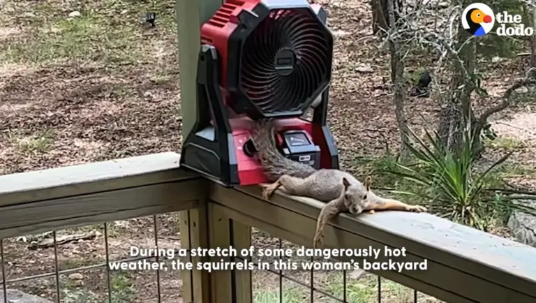 Monday Motivation:  Squirrel Gets Tiny Resort Built For It By Kind Lady During Heatwave