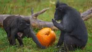 Tricks Or Hidden Treats At London Zoo Animals