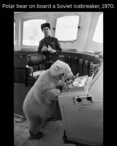 Monday Mo-ti-va-tion: Meet The Polar Bear Named Mischka Boarded A 1970 Ship’s – Embraced By Engineer