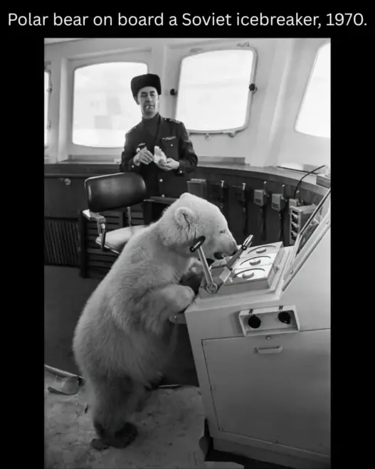 Mischka the polar bear standing at the controls on the bridge of the Soviet icebreaker Murmansk in Helsinki in 1970