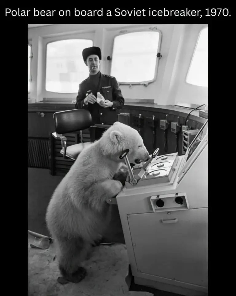 Monday Mo-ti-va-tion: Meet The Polar Bear Named Mischka Boarded A 1970 Ship’s – Embraced By Engineer