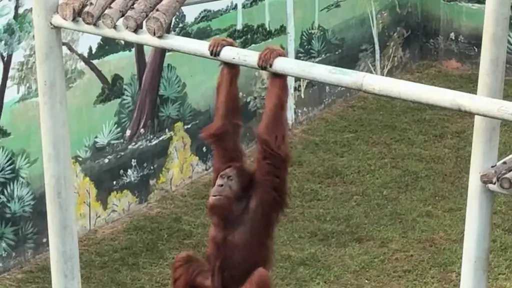 Orangutan showing off acrobatic skills at Xixiakou Shendiaoshan Wildlife Park in Weihai, China.