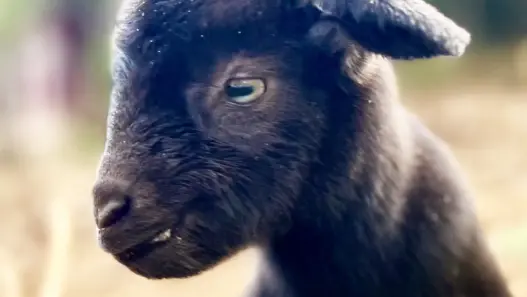 Adorable goat featured in a Tuesday Textures story about an unexpected delivery stop encounter