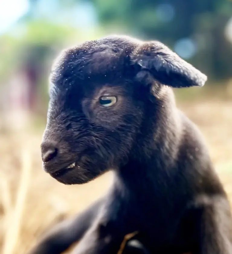 Tuesday Textures: This Delivery Stop Came With Astounding Precious Goat Visitor