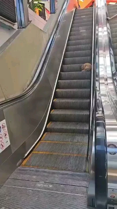 Present-Day Developments: A Silly Pup Seemingly Figures Out How Escalators Work & Refuses To Stop