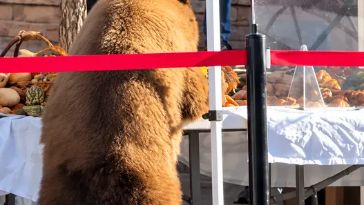 Black bear at Aspen Saturday Market in Colorado