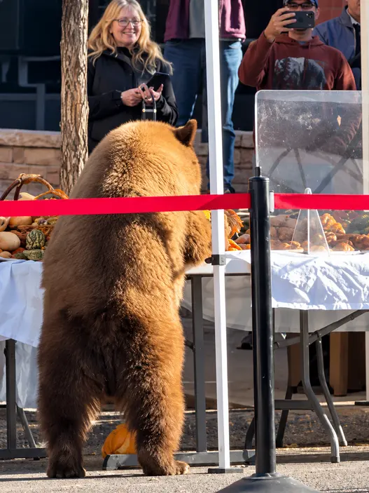 Black bear at Aspen Saturday Market in Colorado