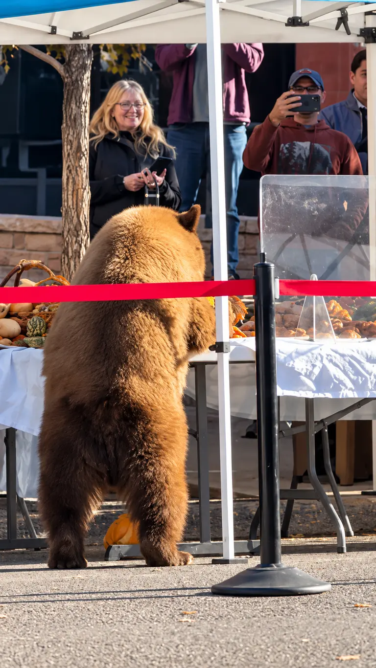Black Bear Takes Nips & Nibbles at Aspen Farmers Market