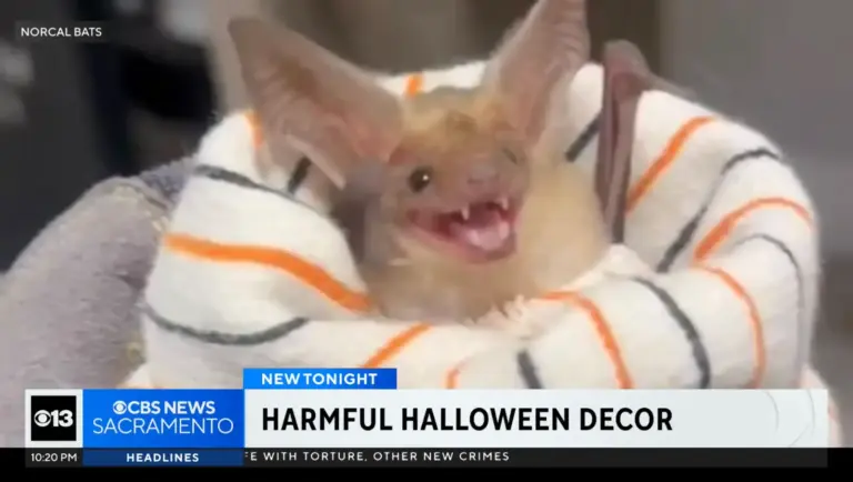 Tis The Frightful Season! California Bat Experts Caution Over Halloween Decorations