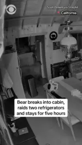Present-Day Developments:  California Sequoia Park Bear Roams Into Cabin Spends 5 Hours Feasting Away