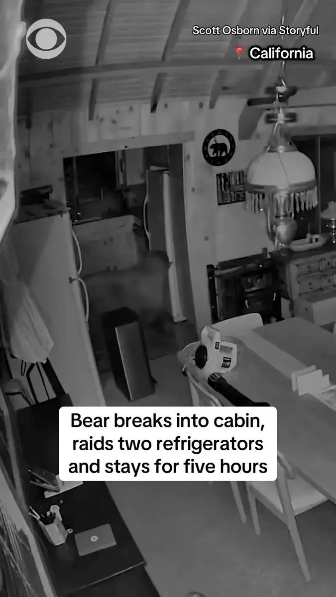 Present-Day Developments:  California Sequoia Park Bear Roams Into Cabin Spends 5 Hours Feasting Away