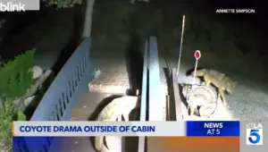 Woopsies! Caught On Cam, Coyotes Have Fight Club In Folks Backyard