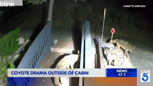 Coyote brawl footage from a Lake Arrowhead backyard shown by KTLA 5