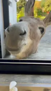 A Spoonful of Whimsy: Meet Tiago, The Portugal Donkey Who Opens Kitchen Window For Treat