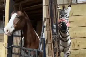 A Spoonful of Whimsy: Horse’s Hilarious Reaction Seeing A Zebra For The First Time