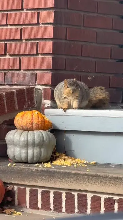 Spotted: Halloweenie’s Chunkiest Porch Guest Is In Cleveland Ohio