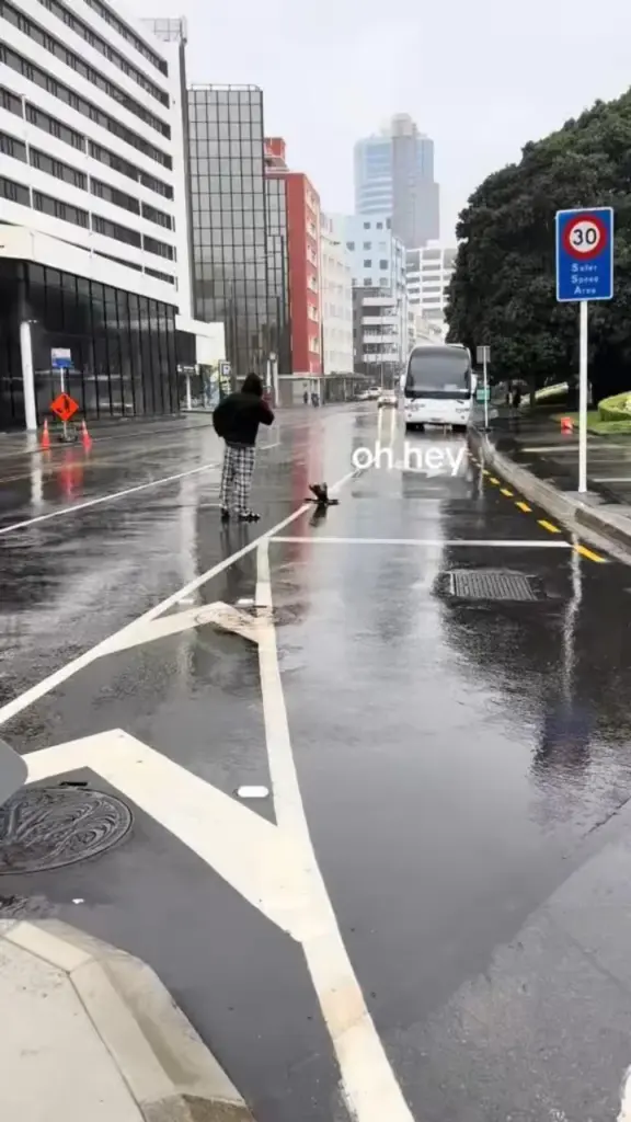 Young fur seal crossing a road in Wellington, New Zealand