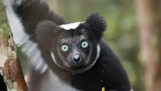 Indri lemur in Madagascar
