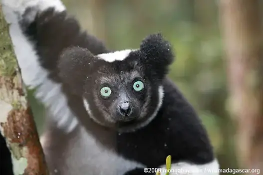Indri lemur in Madagascar