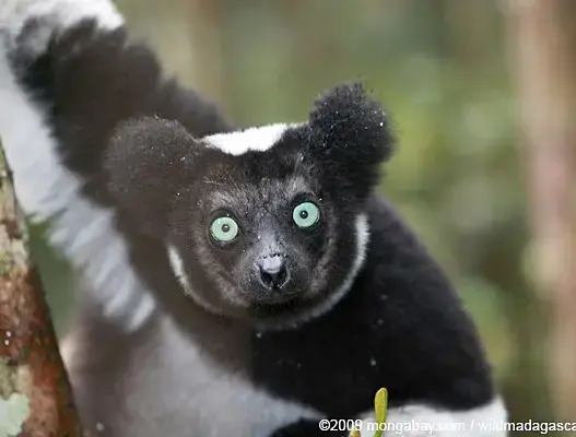 Indri lemur in Madagascar