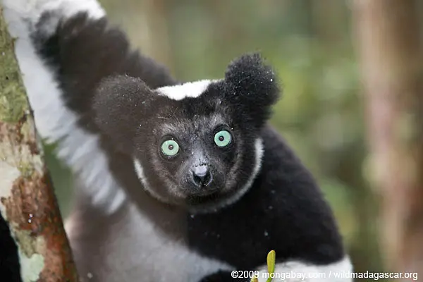 Meet the Indri, Madagascar’s Largest Living Lemur With an Unforgettable Song
