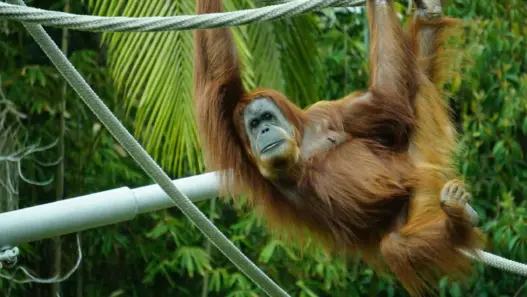 Orangutan demonstrating horizontal-bar gymnastics at Shendiaoshan Wildlife Park in Weihai, Shandong, China.