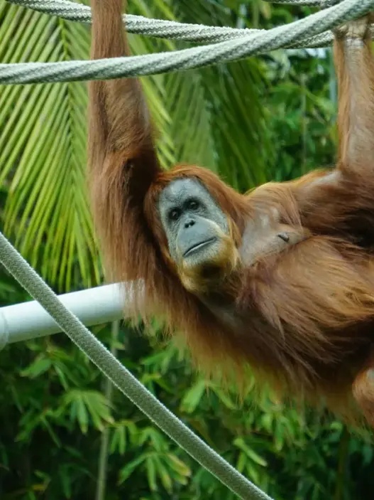 Orangutan demonstrating horizontal-bar gymnastics at Shendiaoshan Wildlife Park in Weihai, Shandong, China.