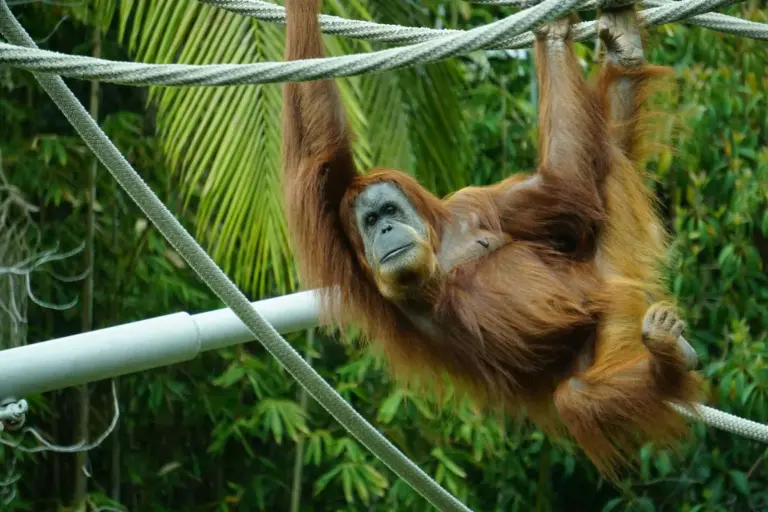Orangutan Shows Off Olympic-Worthy Gymnastics Skills in Hilarious Wildlife Park Video