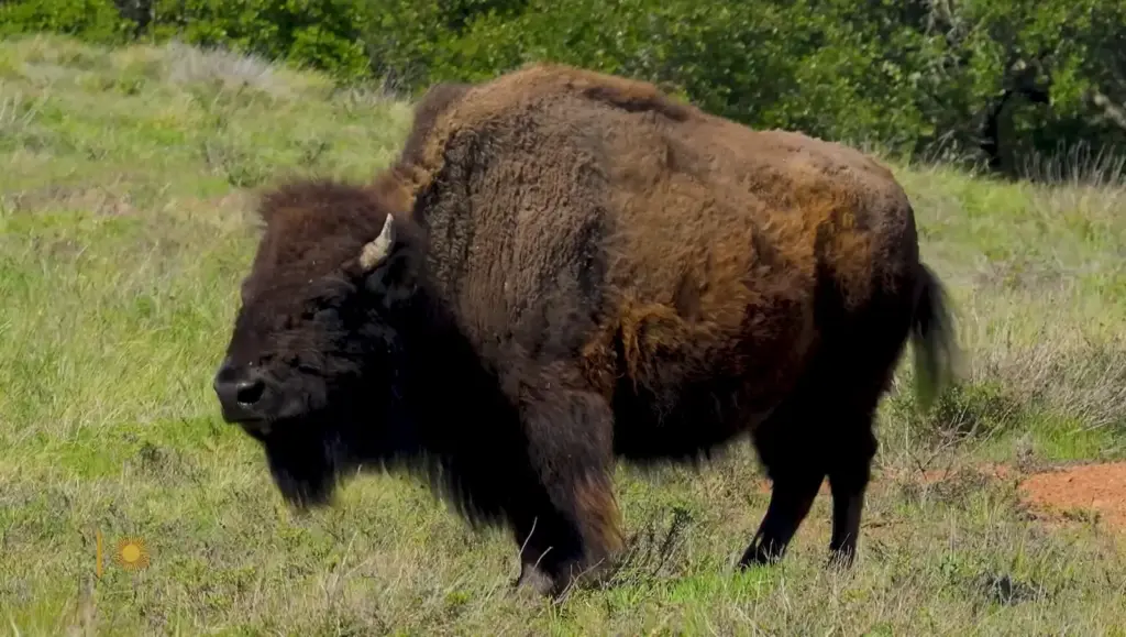 Catalina Island bison in CBS Sunday Morning nature footage
