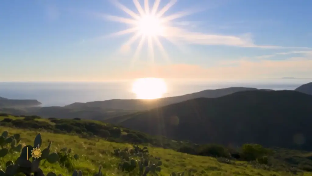 Bison grazing on Catalina Island in CBS Sunday Morning nature footage