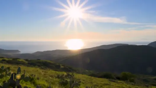 Bison on Catalina Island in a CBS Sunday Morning nature segment