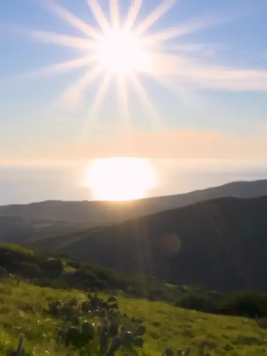 Bison on Catalina Island in a CBS Sunday Morning nature segment
