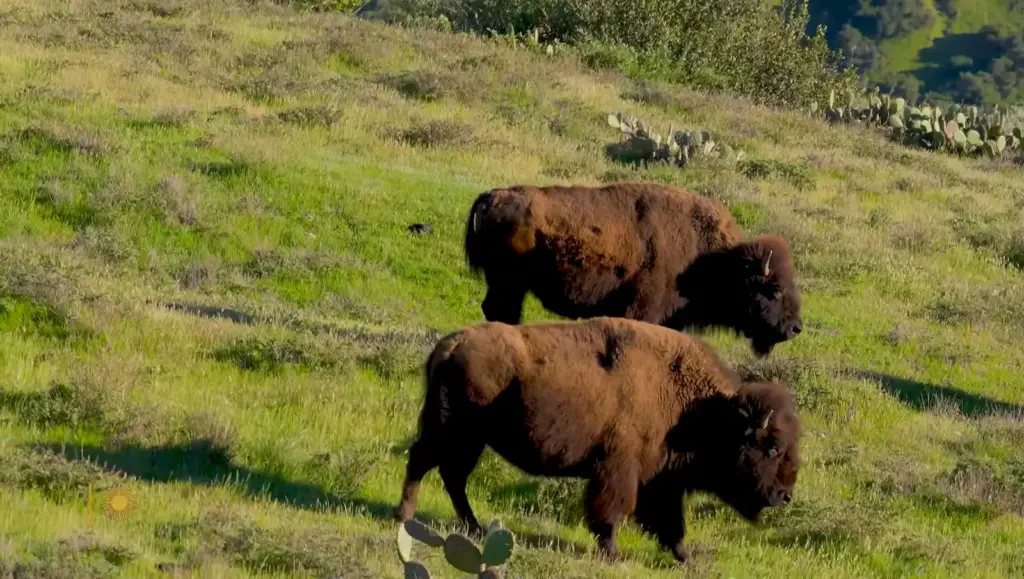 Bison on Catalina Island in a CBS Sunday Morning nature segment