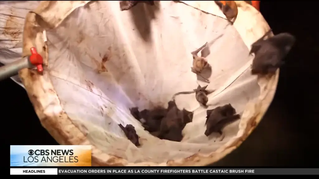 CBS Los Angeles coverage of LA County's rabies-positive raccoon case