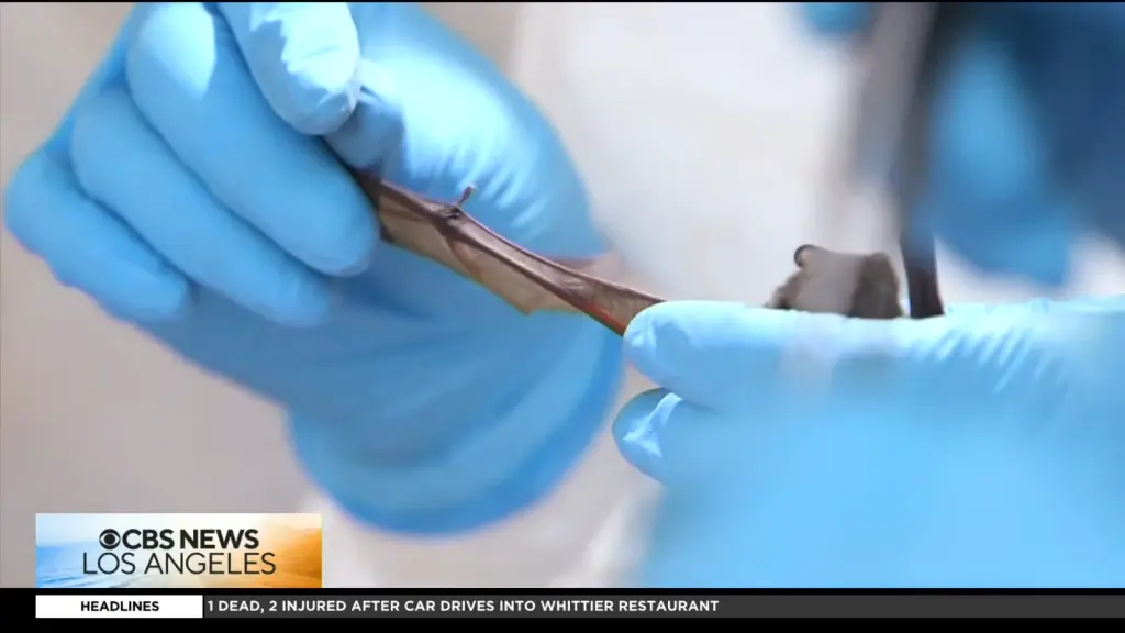 CBS Los Angeles rabies report from Westlake Village