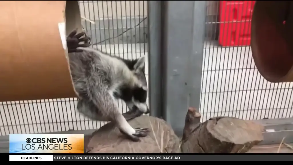 CBS Los Angeles report warning pet owners about rabies prevention