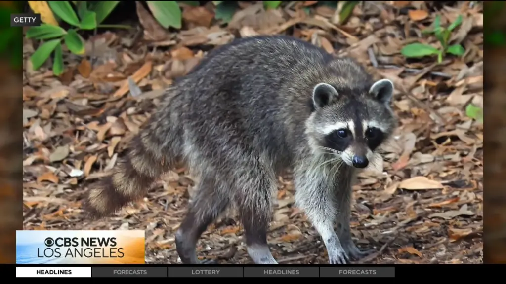CBS Los Angeles report on the rabies-positive raccoon found in Westlake Village
