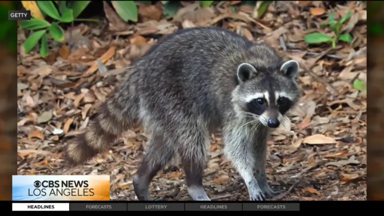 LA County Finds First Rabid Raccoon Since 1973 After Westlake Village Dog Exposure