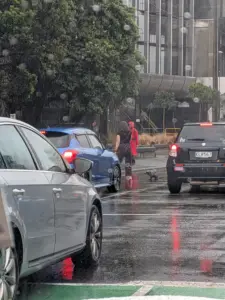 Spotted: A Seal Pup Strolling Down A New Zealand Road As Passerby Helped To Escort It To Safety