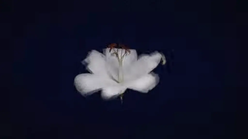Wasia Project Vogue 2026 song visual from Nocturne