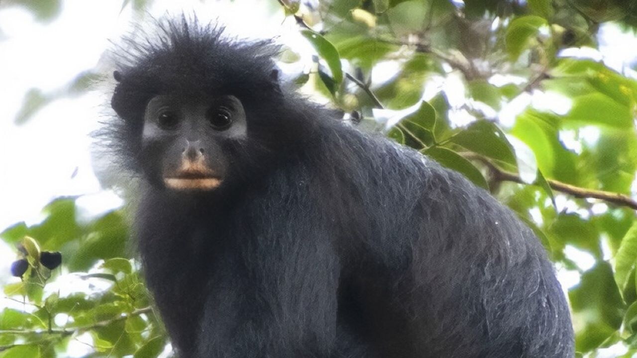 Likweli, a black colobus monkey with orange-cream markings around its mouth and nose, perches on a tree branch amid green leaves.