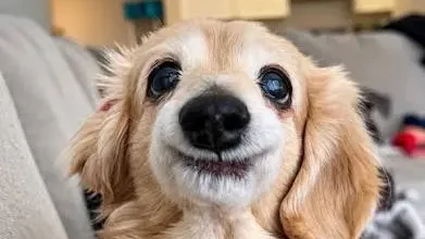A Kind of Love: Meet Bella. A little dog with a truly unforgettable smile.