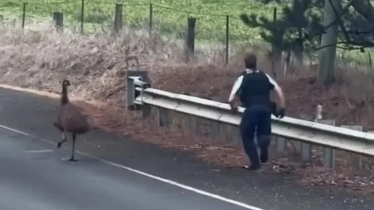 An emu moves along the edge of a paved road as a police officer follows behind near a roadside guardrail.