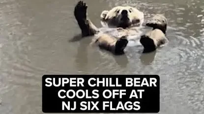 Summer Ending: Cool & Sleek Bear Shows His 2026 Season Mood At Six Flags Wild Safari